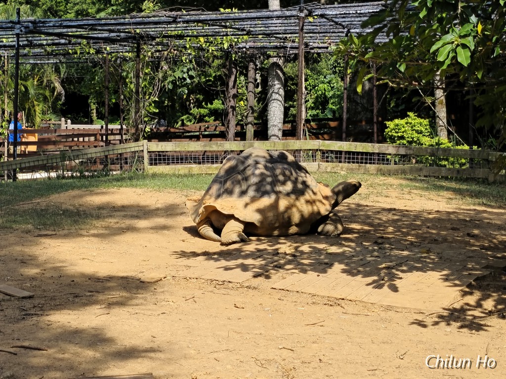 知花